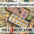 Kangaroo Essence 41